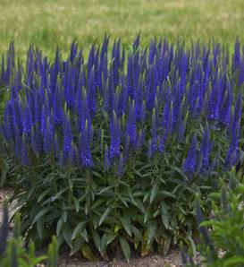 Veronica 'magic Show White Wands' - View 20 from www redcrocus com