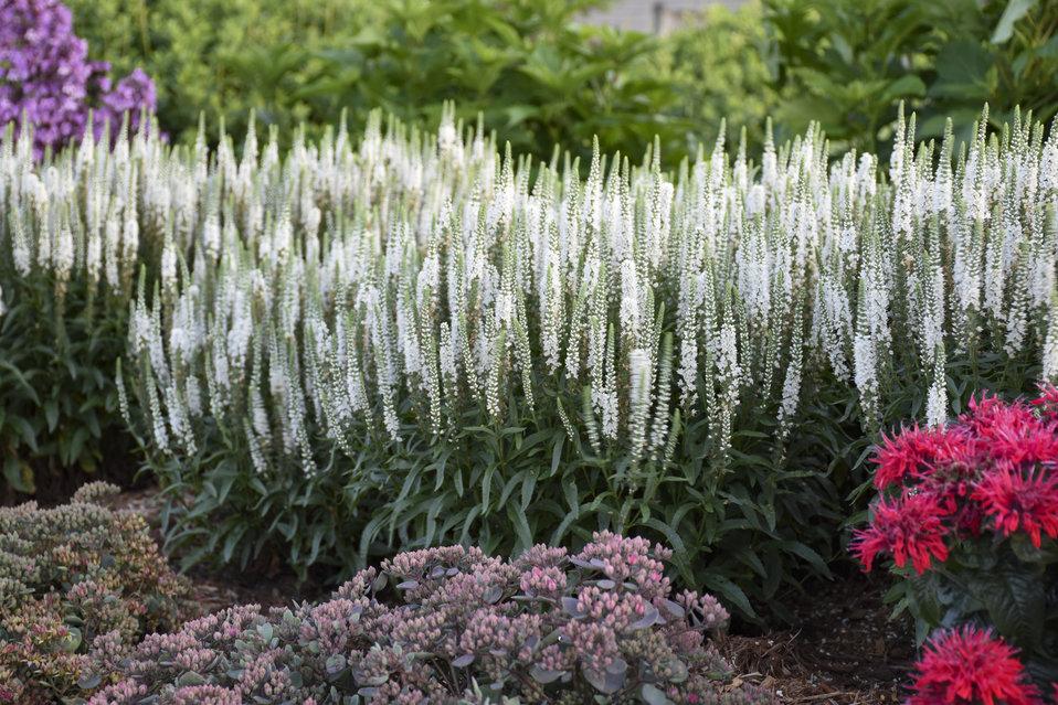 Veronica 'magic Show White Wands' - View 3 from www redcrocus com