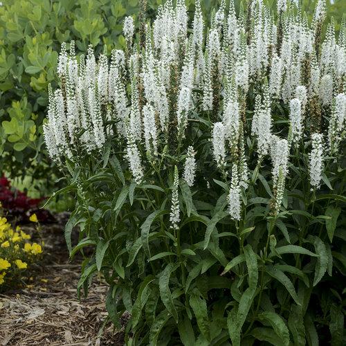 Veronica 'magic Show White Wands' - View 4 from www redcrocus com