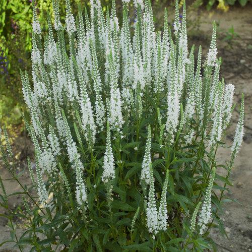 Veronica 'magic Show White Wands' - View 5 from www redcrocus com