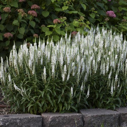 Veronica 'magic Show White Wands' - View 6 from www redcrocus com