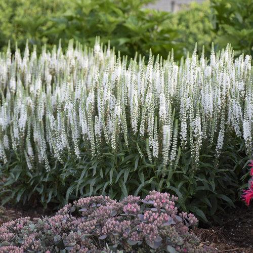 Veronica 'magic Show White Wands' - View 7 from www redcrocus com