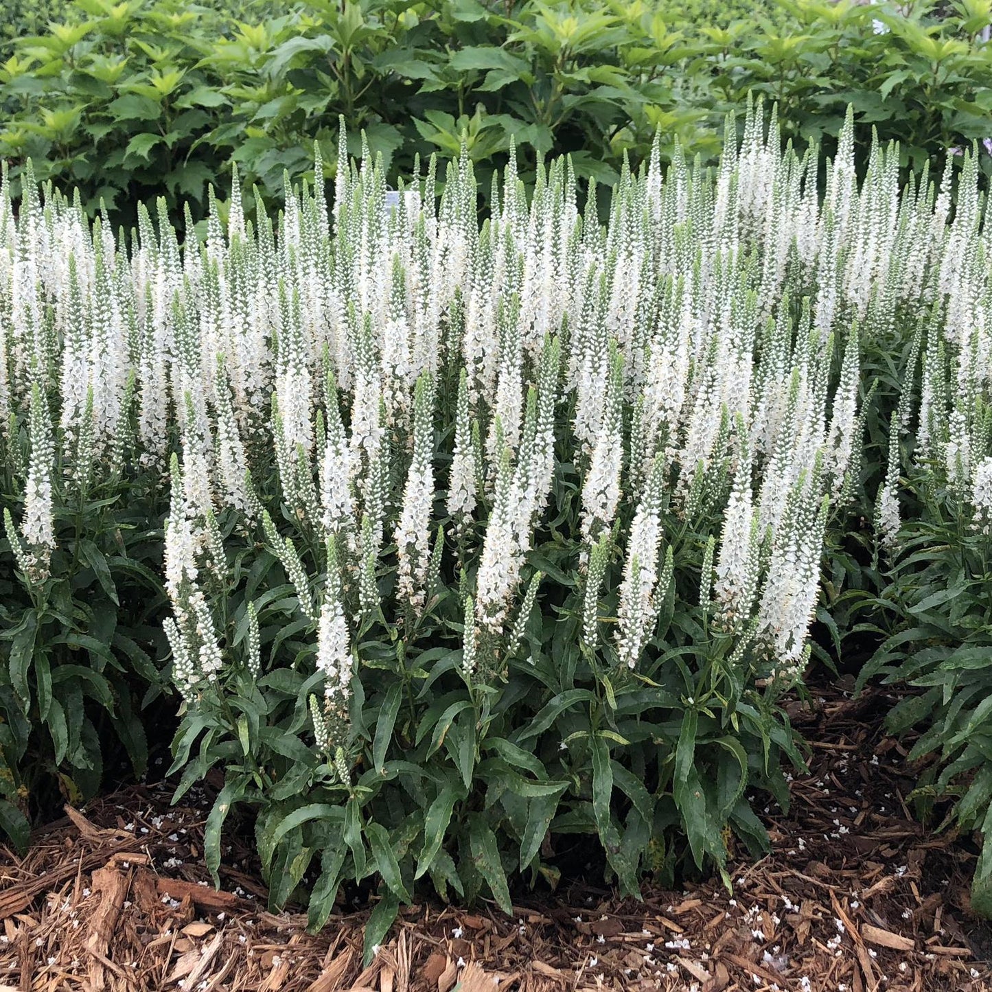 Veronica 'magic Show White Wands' - View 8 from www redcrocus com