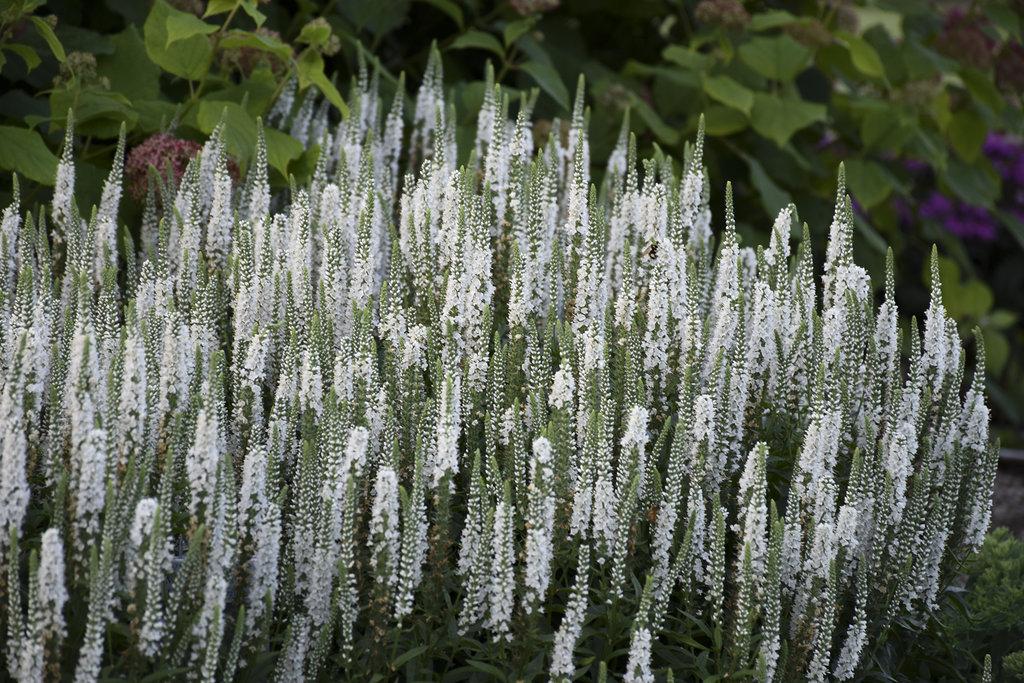 Veronica 'magic Show White Wands' - View 9 from www redcrocus com
