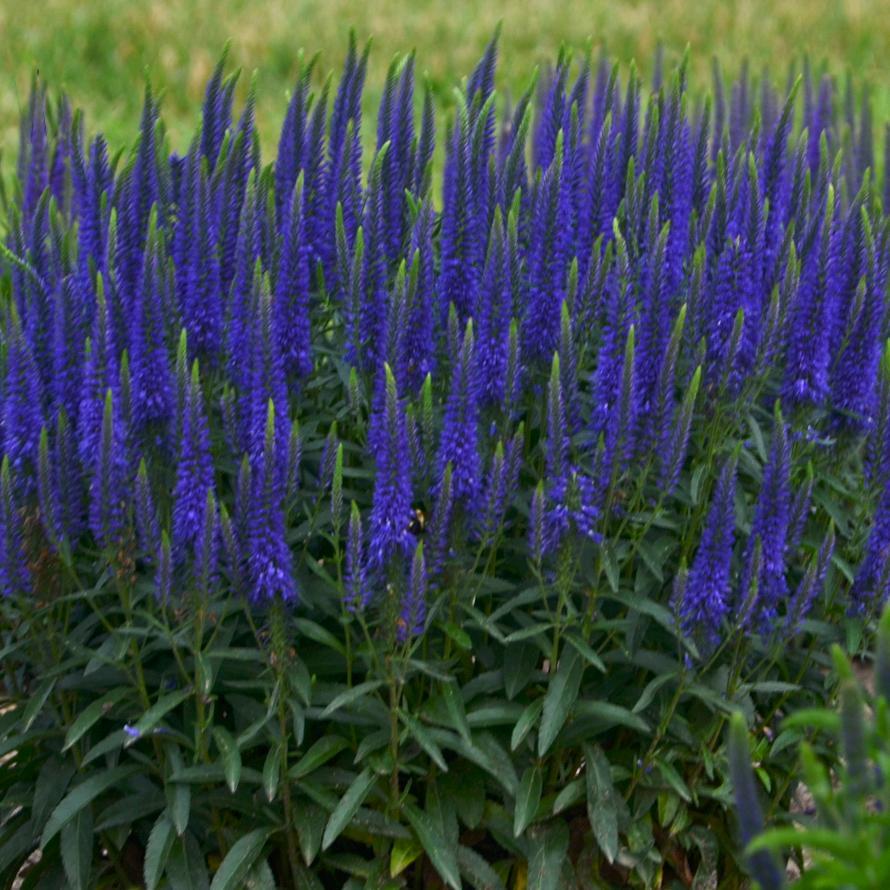 Veronica 'magic Show Ever After' - View 9 from www redcrocus com