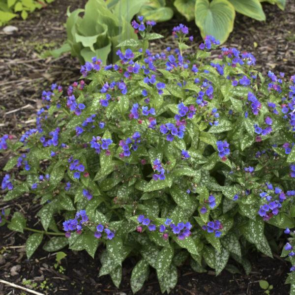 Pulmonaria X Spot On - View 10 from www redcrocus com