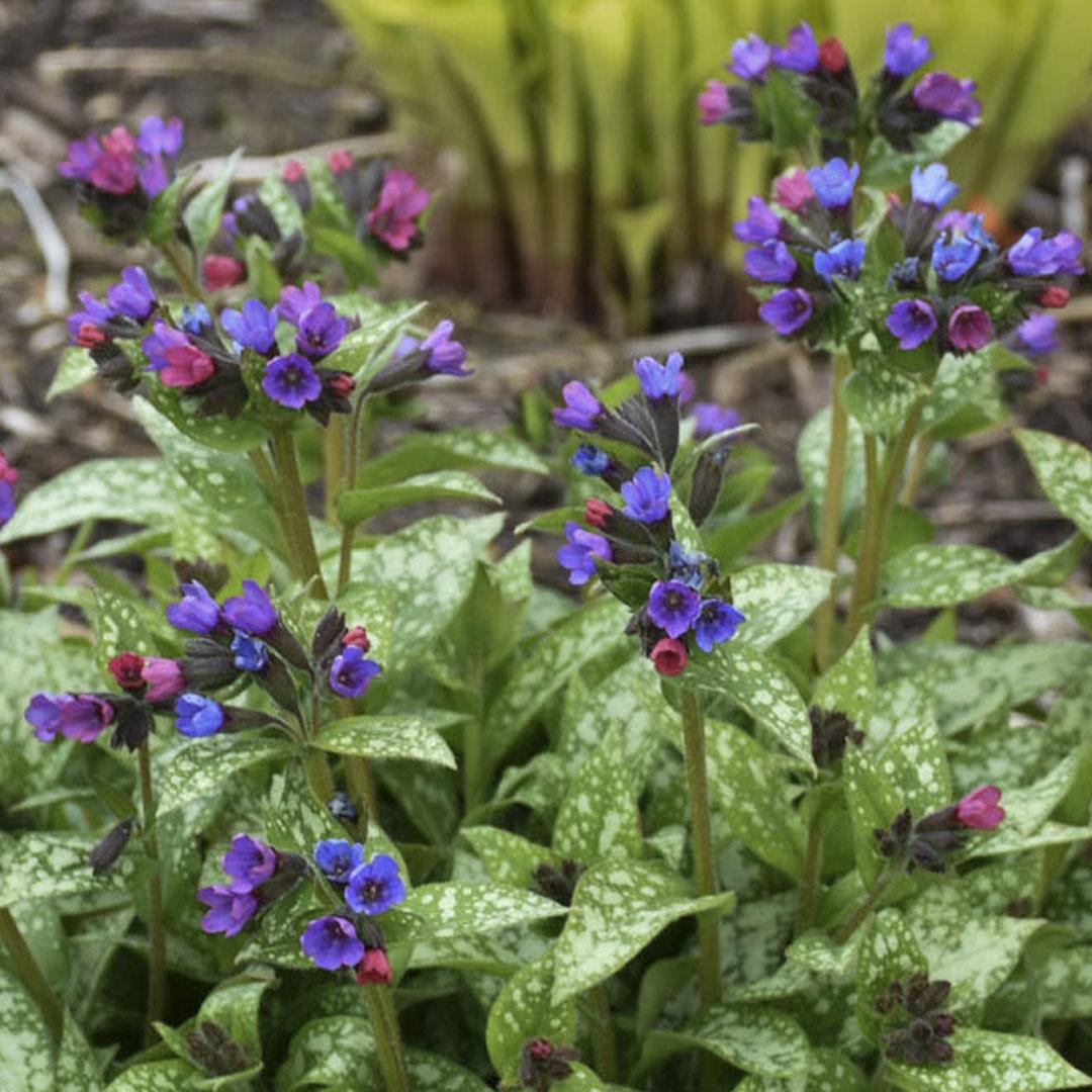 Pulmonaria X Spot On - View 12 from www redcrocus com