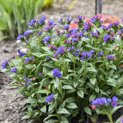 Pulmonaria X Spot On - View 13 from www redcrocus com