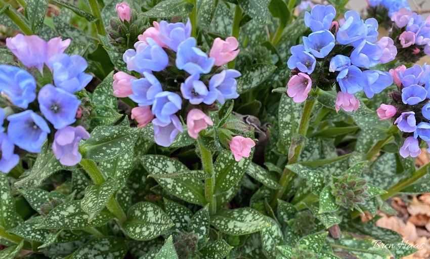 Pulmonaria X Spot On - View 16 from www redcrocus com