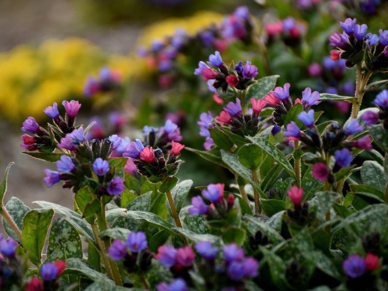 Pulmonaria X Spot On - View 17 from www redcrocus com