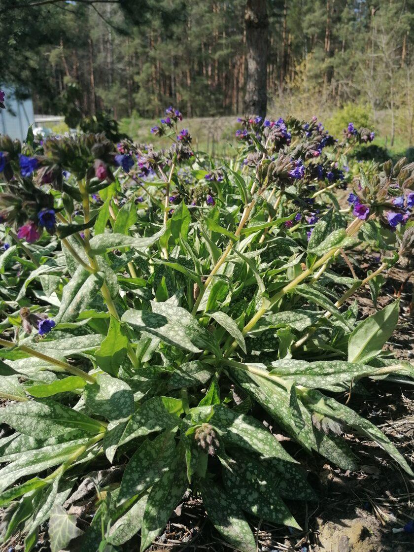 Pulmonaria X Spot On - View 18 from www redcrocus com