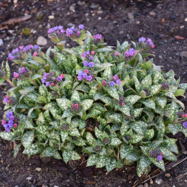 Pulmonaria X Spot On - View 1 from www redcrocus com