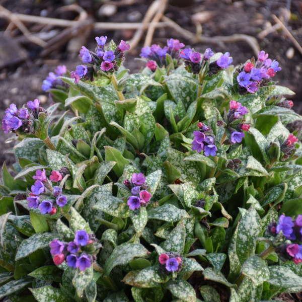 Pulmonaria X Spot On - View 2 from www redcrocus com