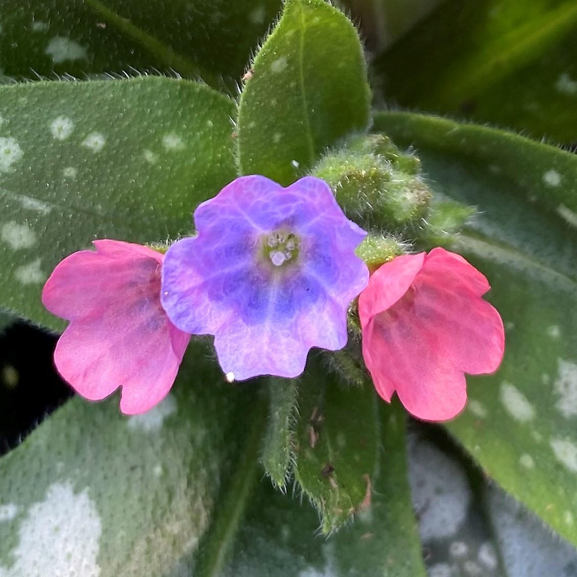 Pulmonaria X Spot On - View 3 from www redcrocus com