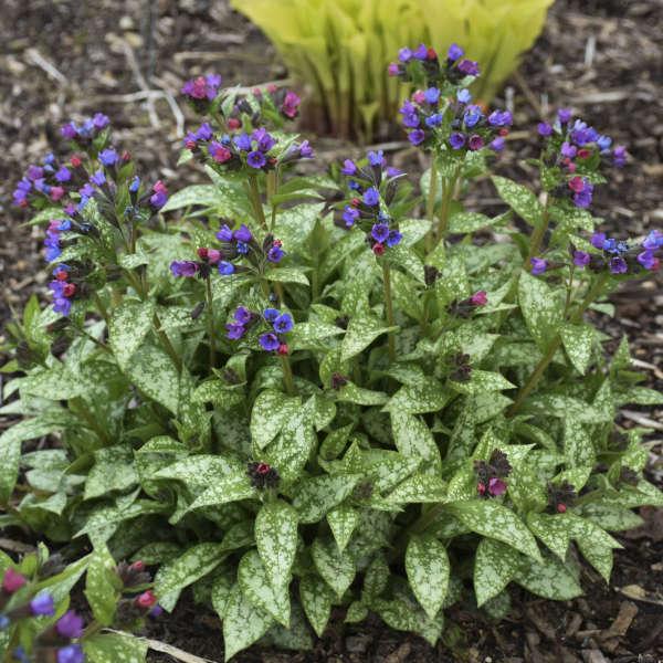 Pulmonaria X Spot On - View 4 from www redcrocus com