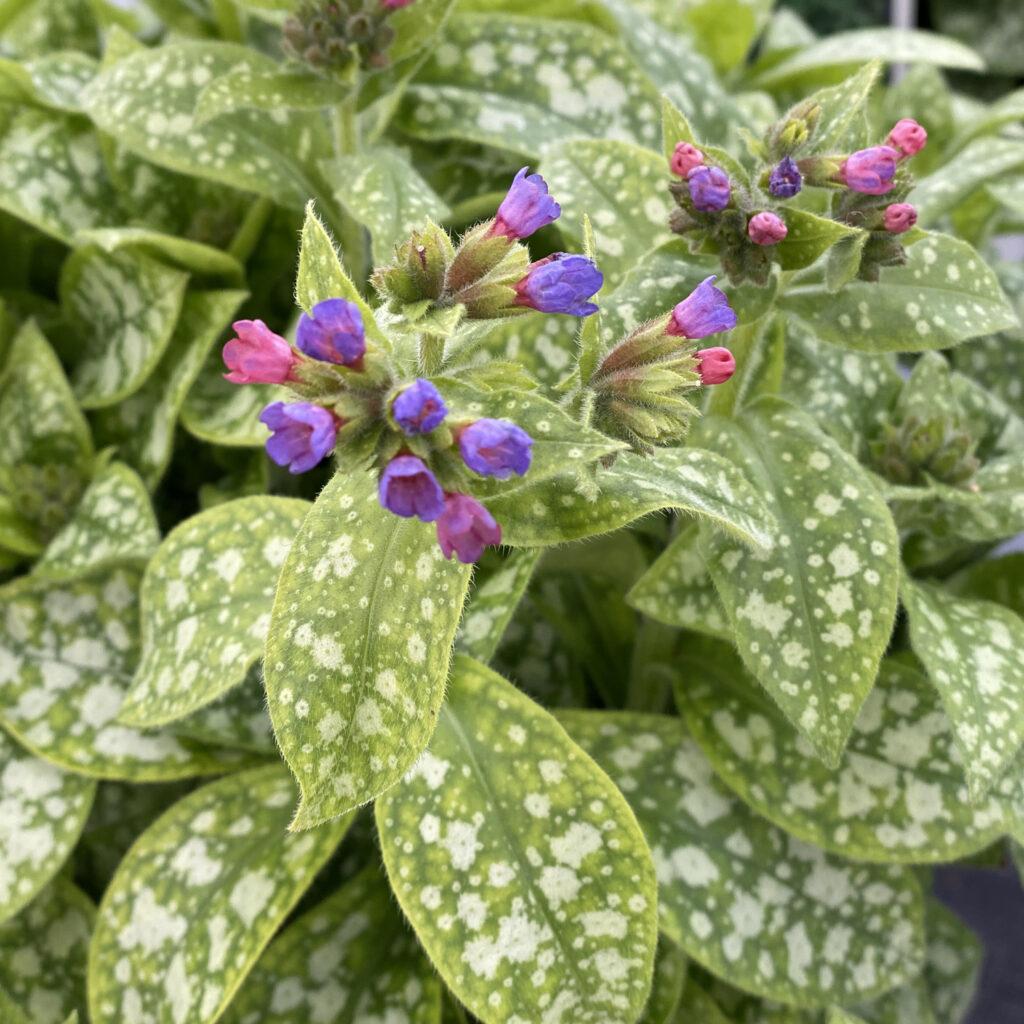 Pulmonaria X Spot On - View 5 from www redcrocus com