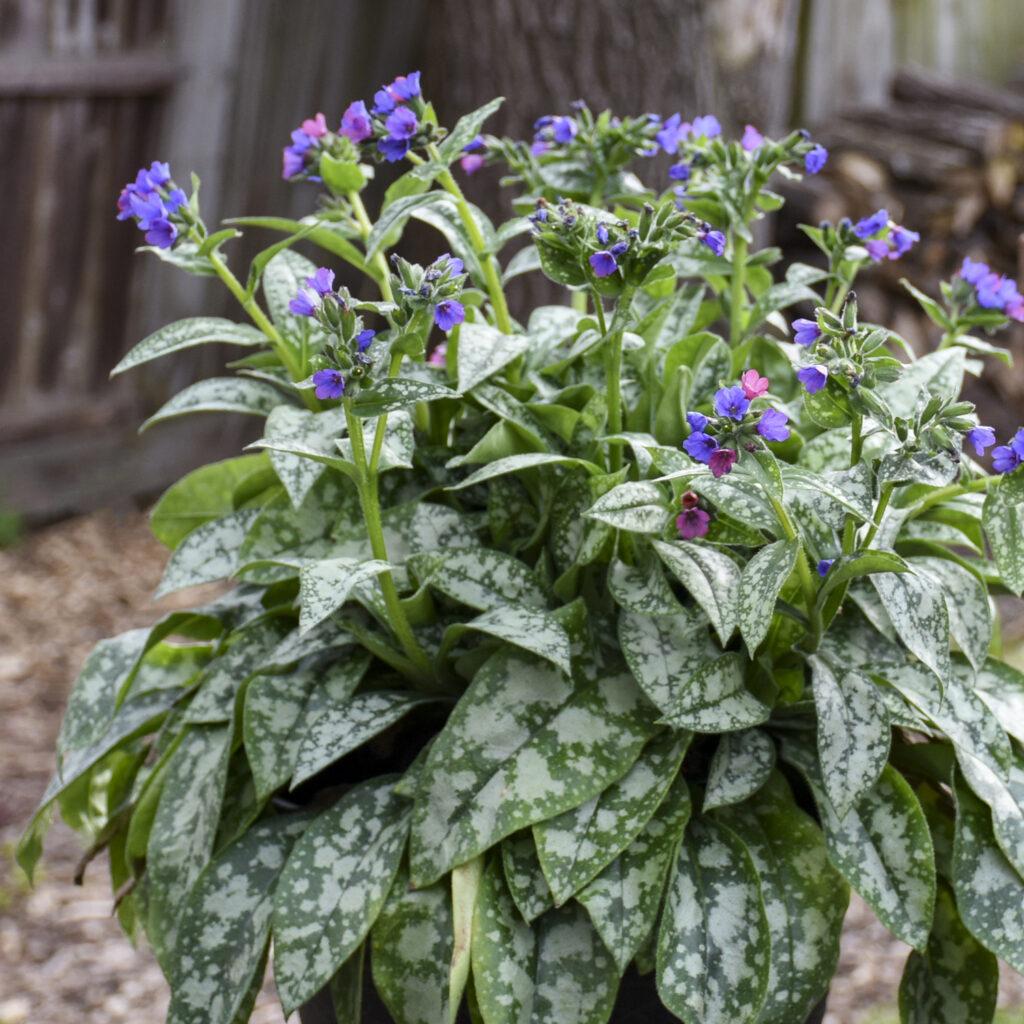 Pulmonaria X Spot On - View 6 from www redcrocus com
