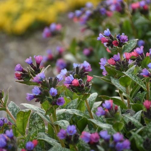 Pulmonaria X Spot On - View 7 from www redcrocus com