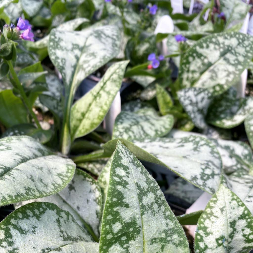 Pulmonaria X Spot On - View 8 from www redcrocus com