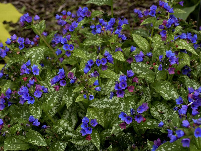 Pulmonaria X Spot On - View 9 from www redcrocus com