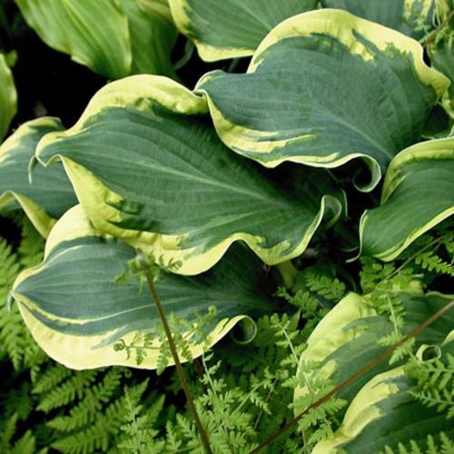 Hosta X Shadowland Wheee - View 19 from www redcrocus com