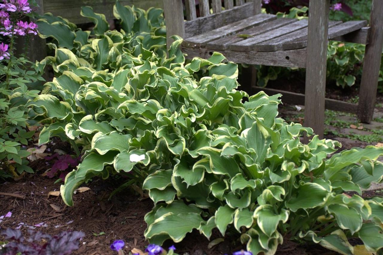 Hosta X Shadowland Wheee - View 2 from www redcrocus com