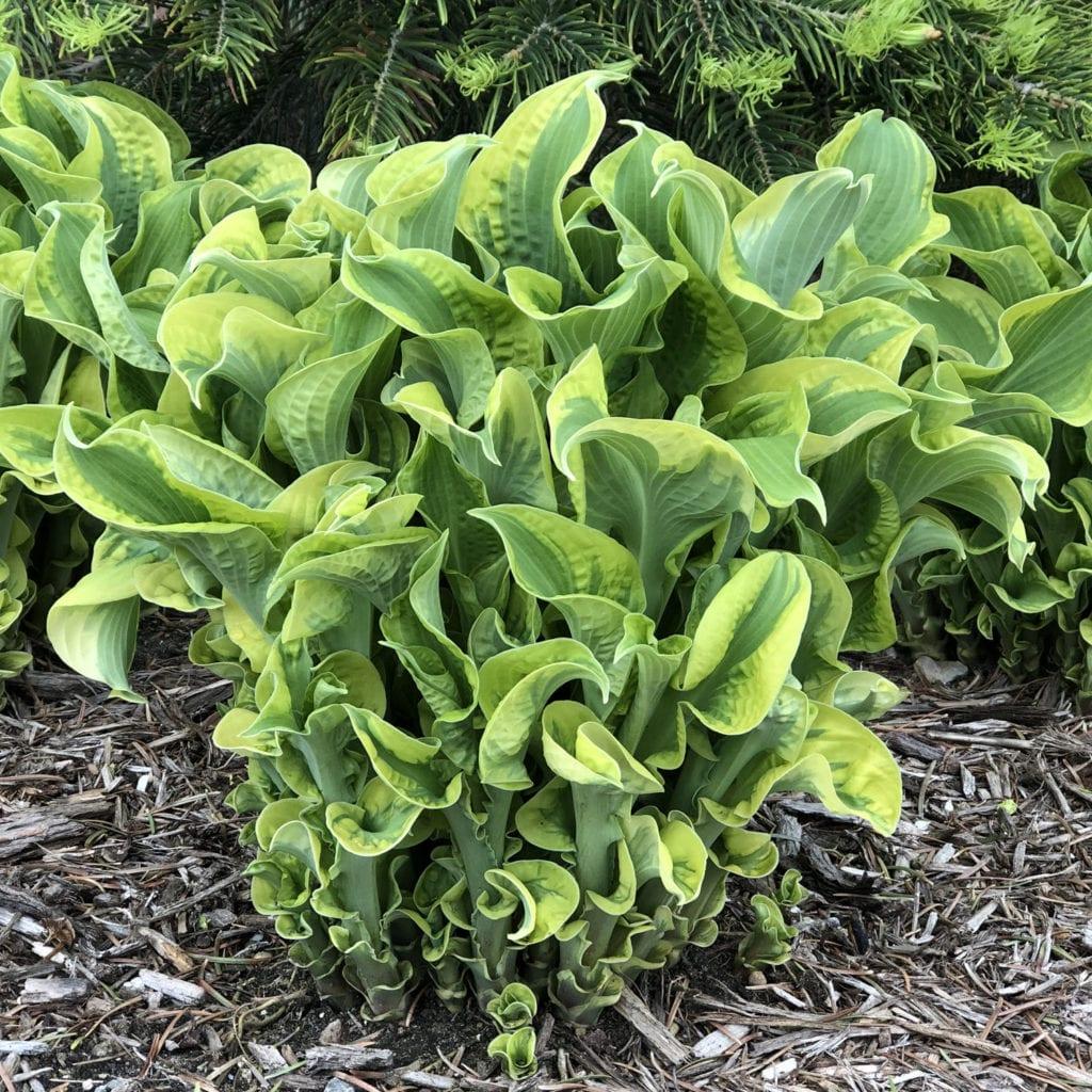 Hosta X Shadowland Wheee - View 4 from www redcrocus com