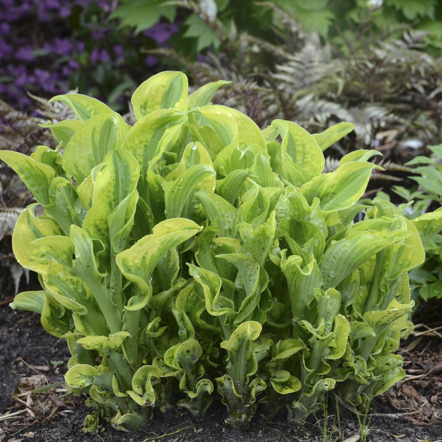 Hosta X Shadowland Wheee - View 5 from www redcrocus com