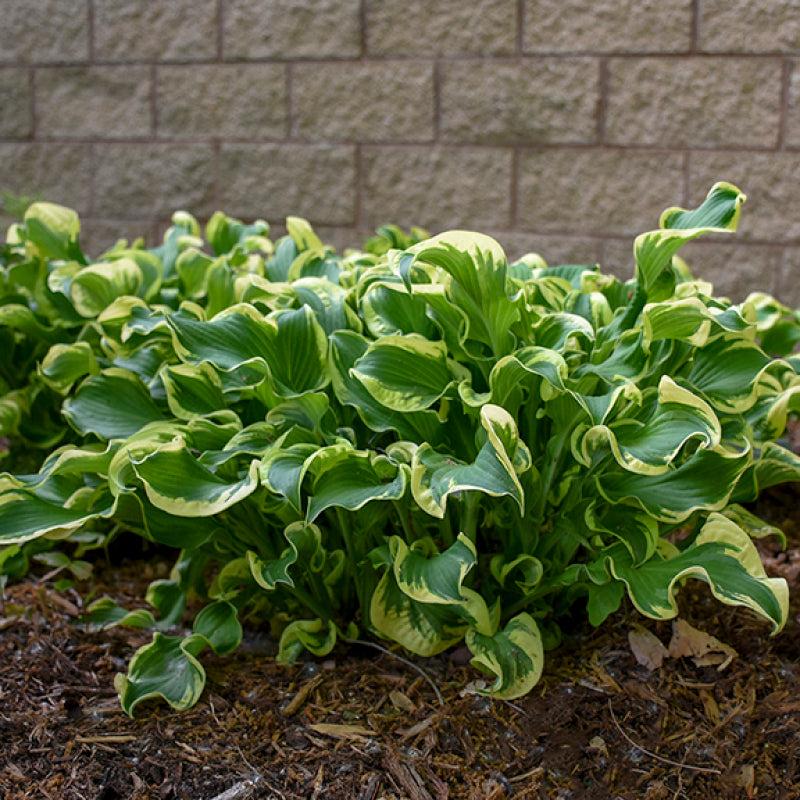 Hosta X Shadowland Wheee - View 6 from www redcrocus com