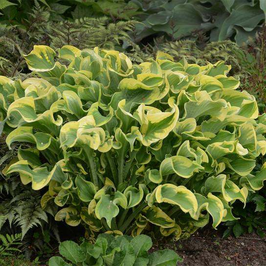 Hosta X Shadowland Wheee - View 7 from www redcrocus com