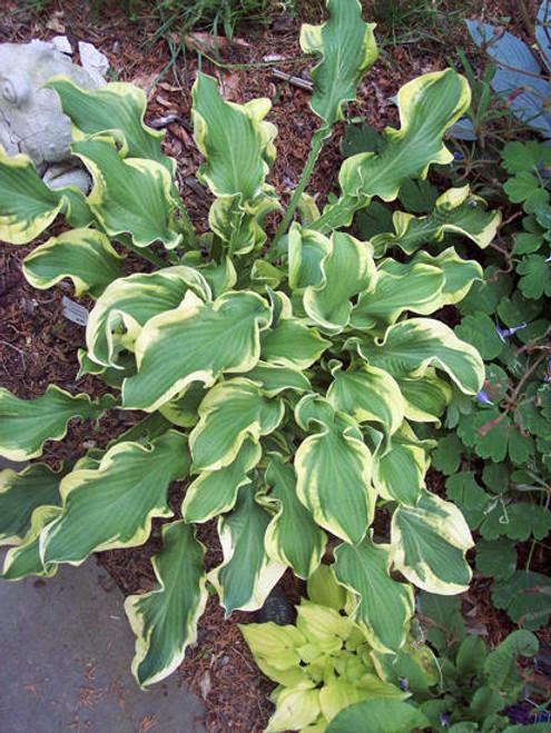 Hosta X Shadowland Wheee - View 8 from www redcrocus com