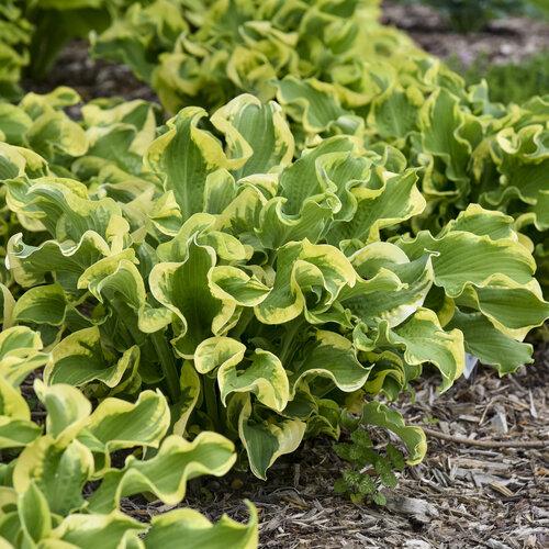 Hosta X Shadowland Wheee - View 9 from www redcrocus com