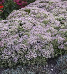 Sedum X Rock N Grow Boogie Woogie - View 14 from www redcrocus com