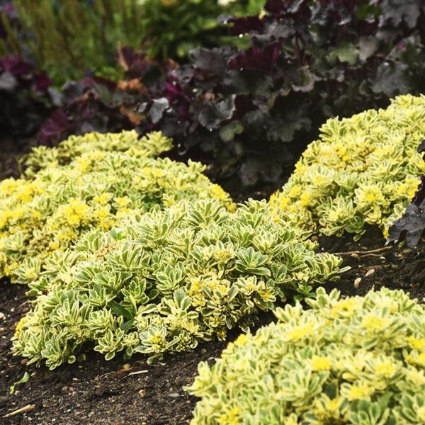 Sedum X Rock N Grow Boogie Woogie - View 8 from www redcrocus com