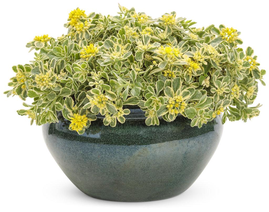 Sedum X Rock N Grow Boogie Woogie - View 9 from www redcrocus com