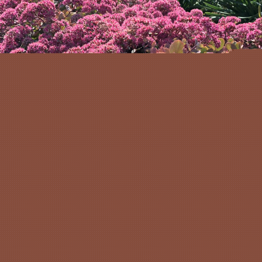 Sedum X Rock N Round Popstar - View 1 from www redcrocus com