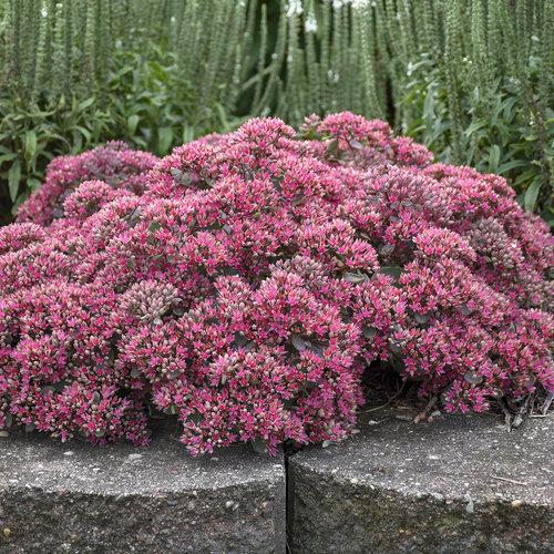 Sedum X Rock N Round Popstar - View 2 from www redcrocus com