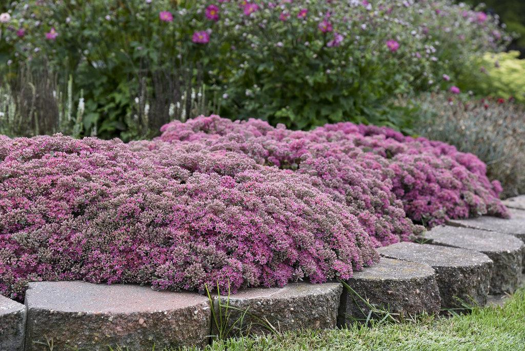 Sedum X Rock N Round Popstar - View 4 from www redcrocus com