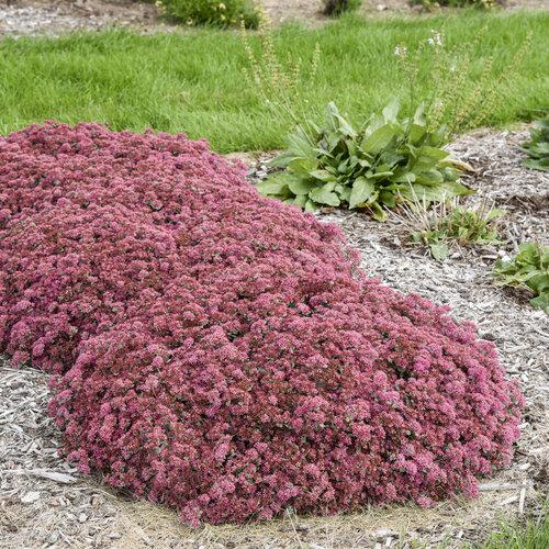 Sedum X Rock N Round Popstar - View 6 from www redcrocus com
