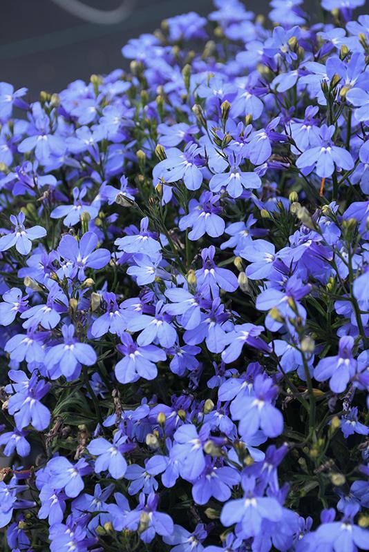 Lobelia Laguna Sky Blue - View 10 from www redcrocus com