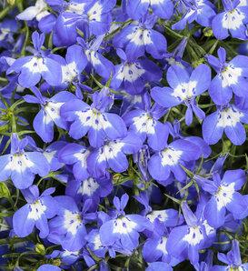 Lobelia Laguna Sky Blue - View 12 from www redcrocus com