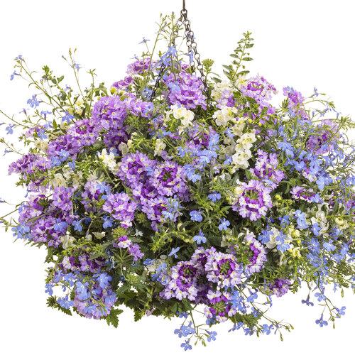 Lobelia Laguna Sky Blue - View 13 from www redcrocus com