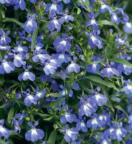 Lobelia Laguna Sky Blue - View 15 from www redcrocus com