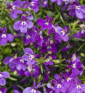 Lobelia Laguna Sky Blue - View 16 from www redcrocus com