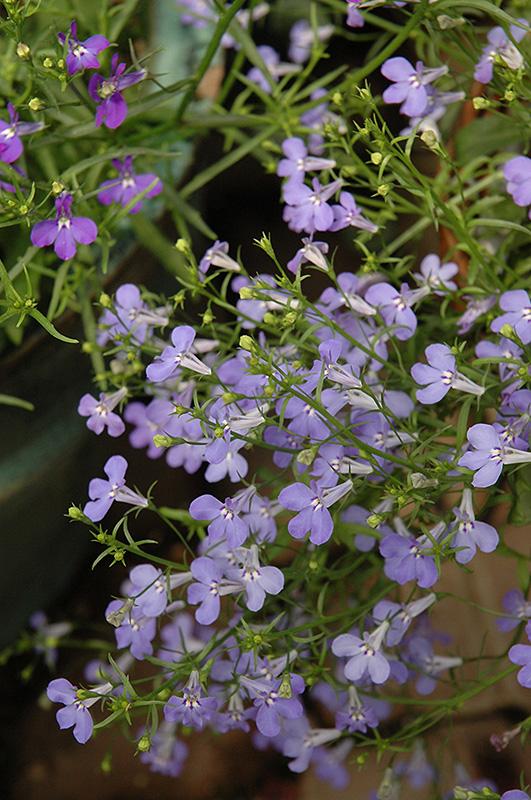 Lobelia Laguna Sky Blue - View 17 from www redcrocus com
