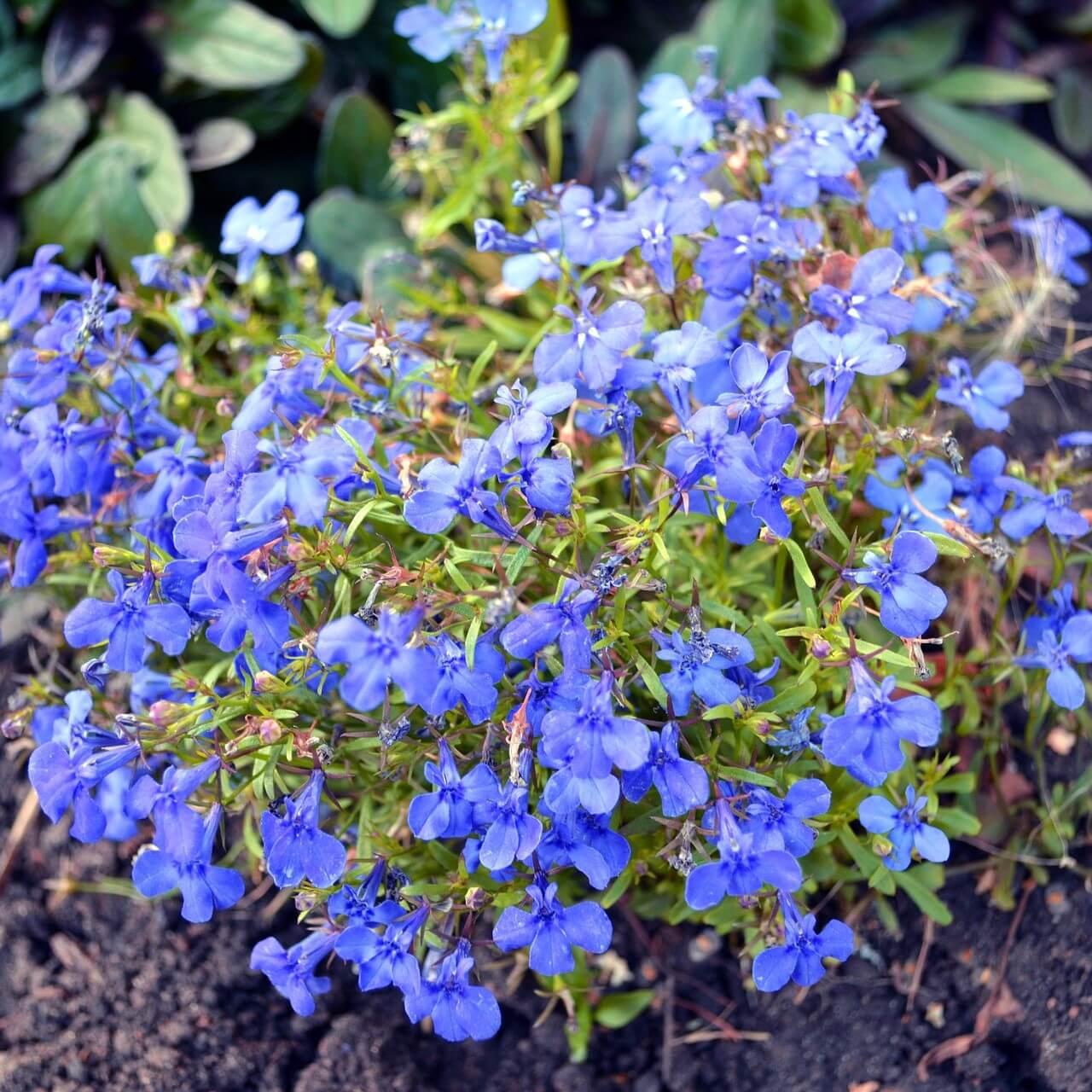 Lobelia Laguna Sky Blue - View 18 from www redcrocus com