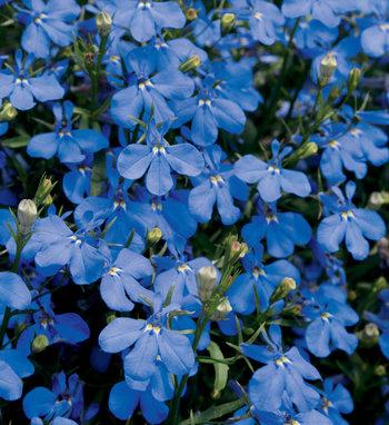 Lobelia Laguna Sky Blue - View 2 from www redcrocus com