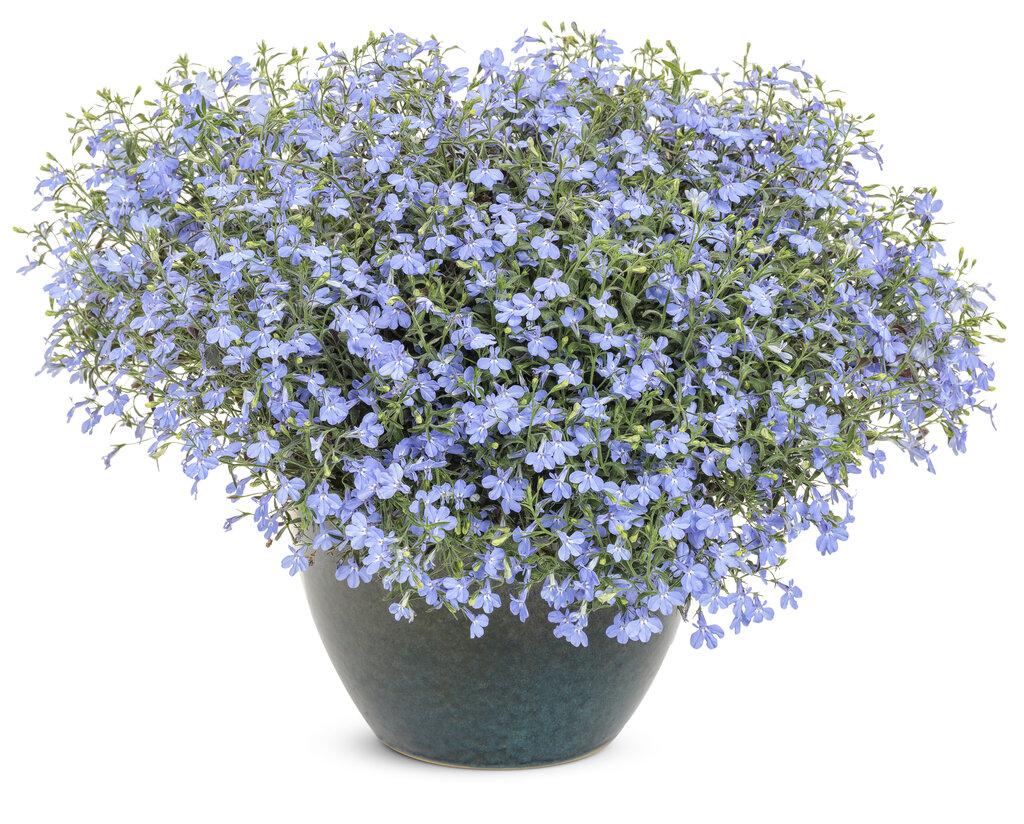 Lobelia Laguna Sky Blue - View 3 from www redcrocus com