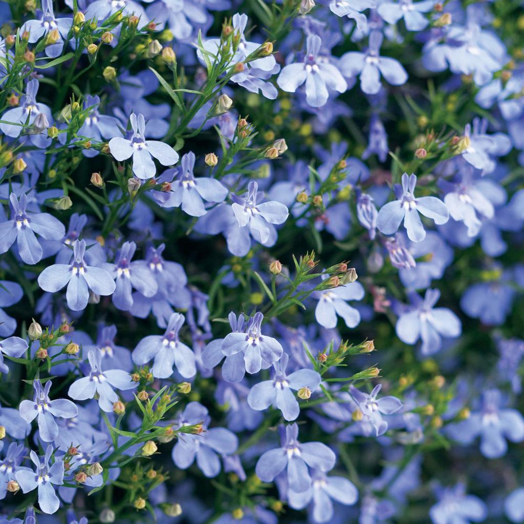 Lobelia Laguna Sky Blue - View 4 from www redcrocus com