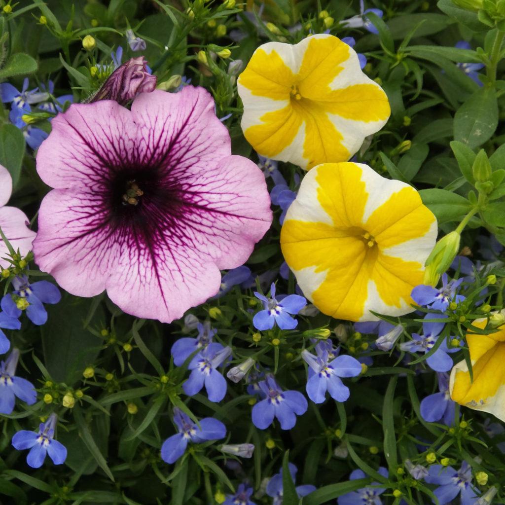Lobelia Laguna Sky Blue - View 5 from www redcrocus com